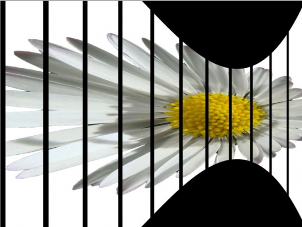 Creation of Daisy Gallery: Step 8
